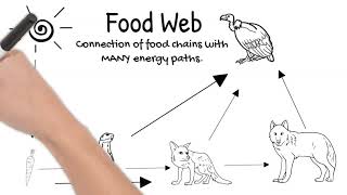 Food Chains and Food Webs. Short Simple Science