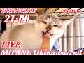 【LIVE】 ボロボロだった『ディノ』を育てて丸5年・慢性腎不全の『ミッツ』・高齢の『ミュウ』・ガチシャーの『モモ』・全国より里親大募集!