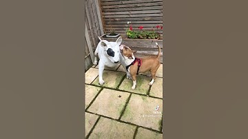 Scent work - Kong search with indication