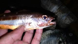 Catching Mamsatalakitok Trevally Fish Kartiyu Ni Sano