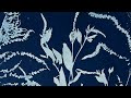 Cyanotype with Celosia flowers (full)
