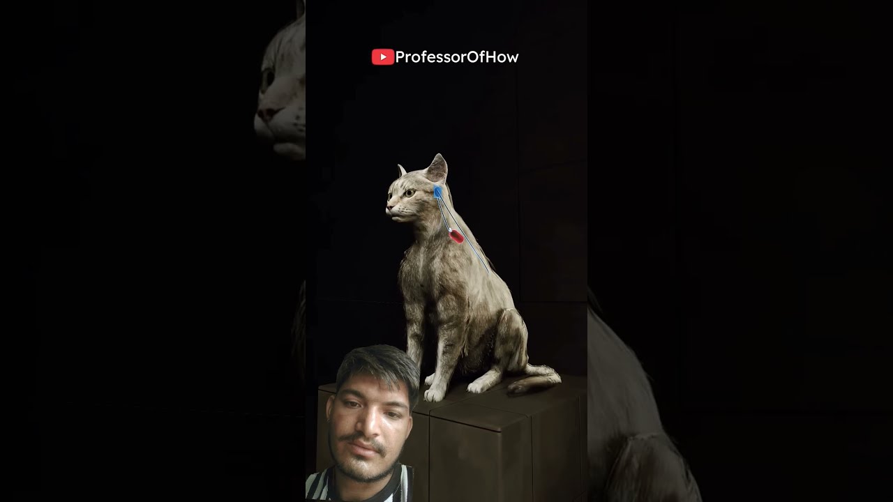 CIA Spy Cat 3D By Professor Of How Shorts Shortsvideo