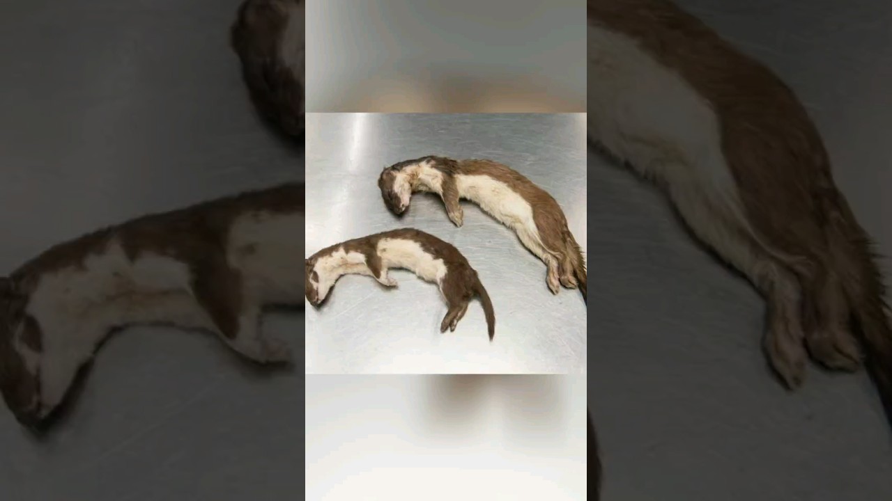 Stoat vs Weasel - Know Who's Who   