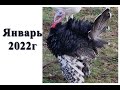 Январь 2022г