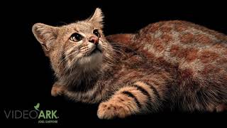 A Female Colocolo Leopardus Colocolo Wolfsohni At Unidad De Rehabilitación De Fauna Silvestre.