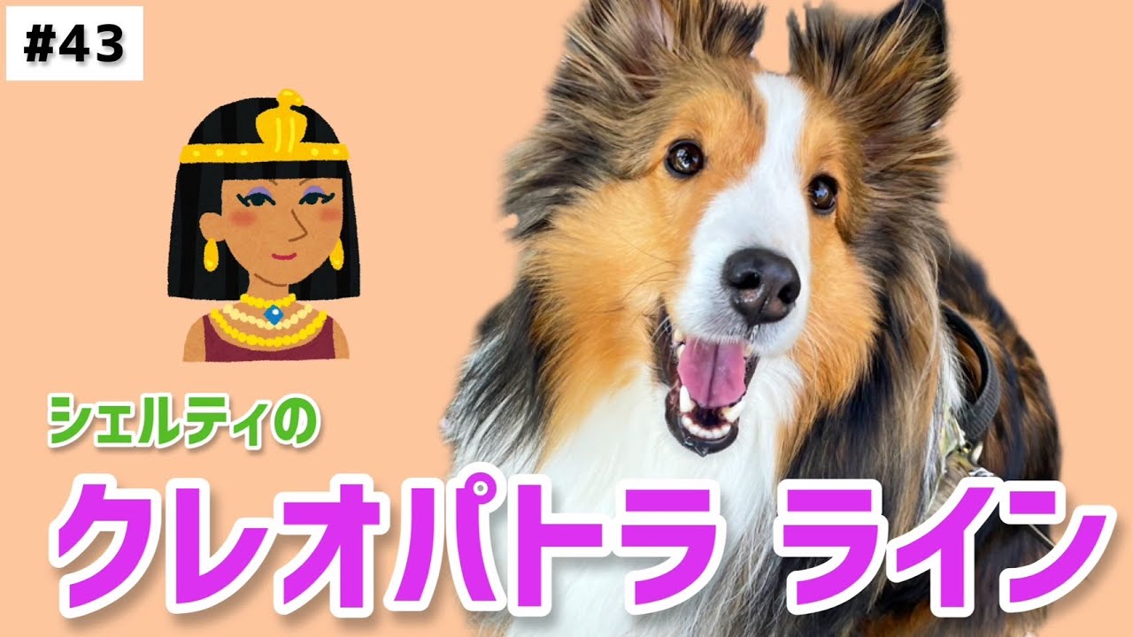 クレオパトラライン】シェルティのクレオパトラ ライン❣お目々の可愛