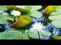 リラックス出来るピアノ音楽　睡蓮の風景としやさしい旋律のヒーリング 音楽  |  Relaxing Piano Music  Water Lily ★58