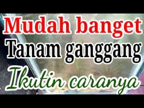 Cara menanam ganggang hydrilla, kabomba, hydrocotyle, dll 