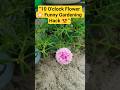“10 O’clock Flower 🌸 Funny Gardening Hack 😍 | Mossrose Care Tips”#shorts #ytshort