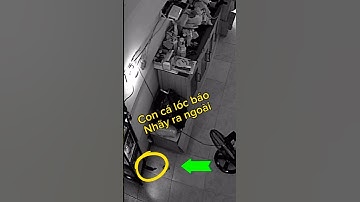 Con cá lóc báo đời nhãy ra ngoài và cái kết #betta #traicabetta #bettasales