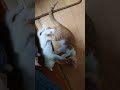 あっという間にお兄ちゃん達とじゃれるチロちゃん