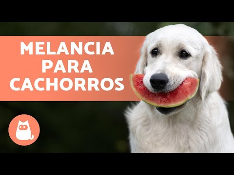 Vídeo: Melancia Pode Ser Dada A Cachorros