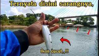 Mancing ikan cucut,lempar lansung strike,umpan udang kupas