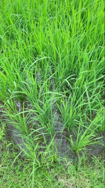 Hijau asri desaku dekat sawah #statuswa #shorts #hijau #desaku #sawah