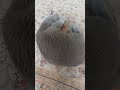 pumelie was playing