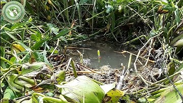 Câu cá ổ | Câu cá điểm mới gặp ổ cá rô khủng nhất trong mấy năm đi câu | Nguyên Khôi TV