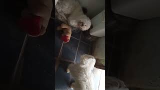 Boa Vamos Brincar Uaumiginhos 