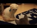 【おもしろ】弟に威嚇される子ネコ。　ロシアンブルー＆スコティッシュフォールド
