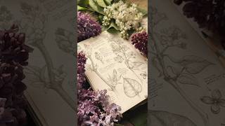 Lilac drawing in my sketchbook 💜 #shorts #botanicalart #botanicaldrawing