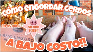 Engorde de CERDOS ECONÓMICO  Esto hacemos en la granja para engordar nuestros CERDOS en 45 DIAS!