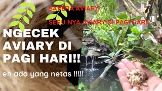 Keseruan aviary di pagi hari  eh ada yang netes !!!