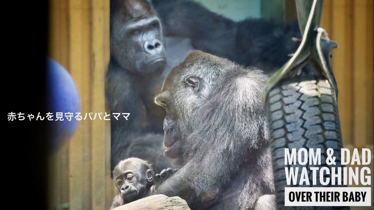 Silverback gorilla watches over his baby trying to stand up