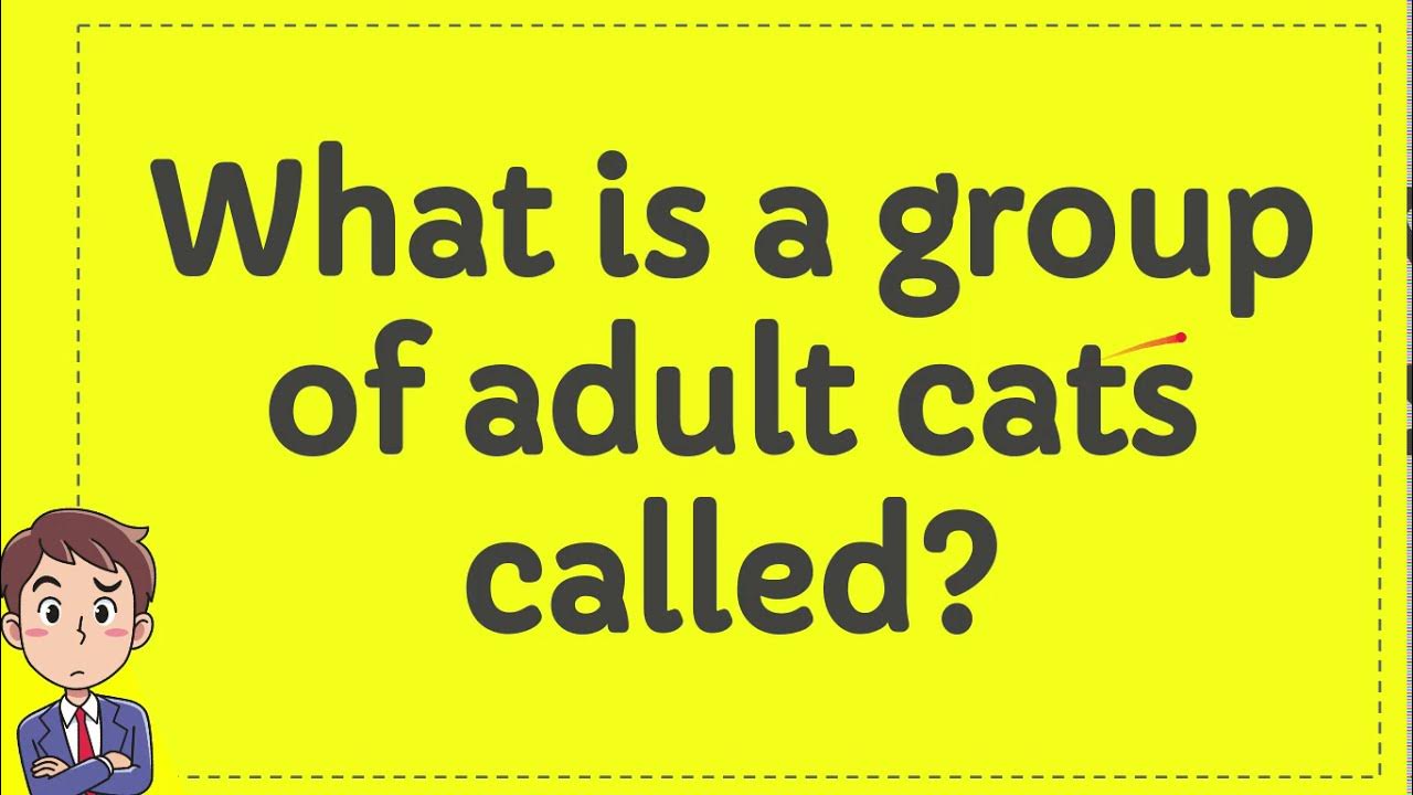 What is a group of adult cats called? YouTube