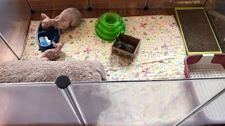 картинка: Перевела котят🐈в вольер 🥅 Первое впечатление. Порядок приучения к лотку