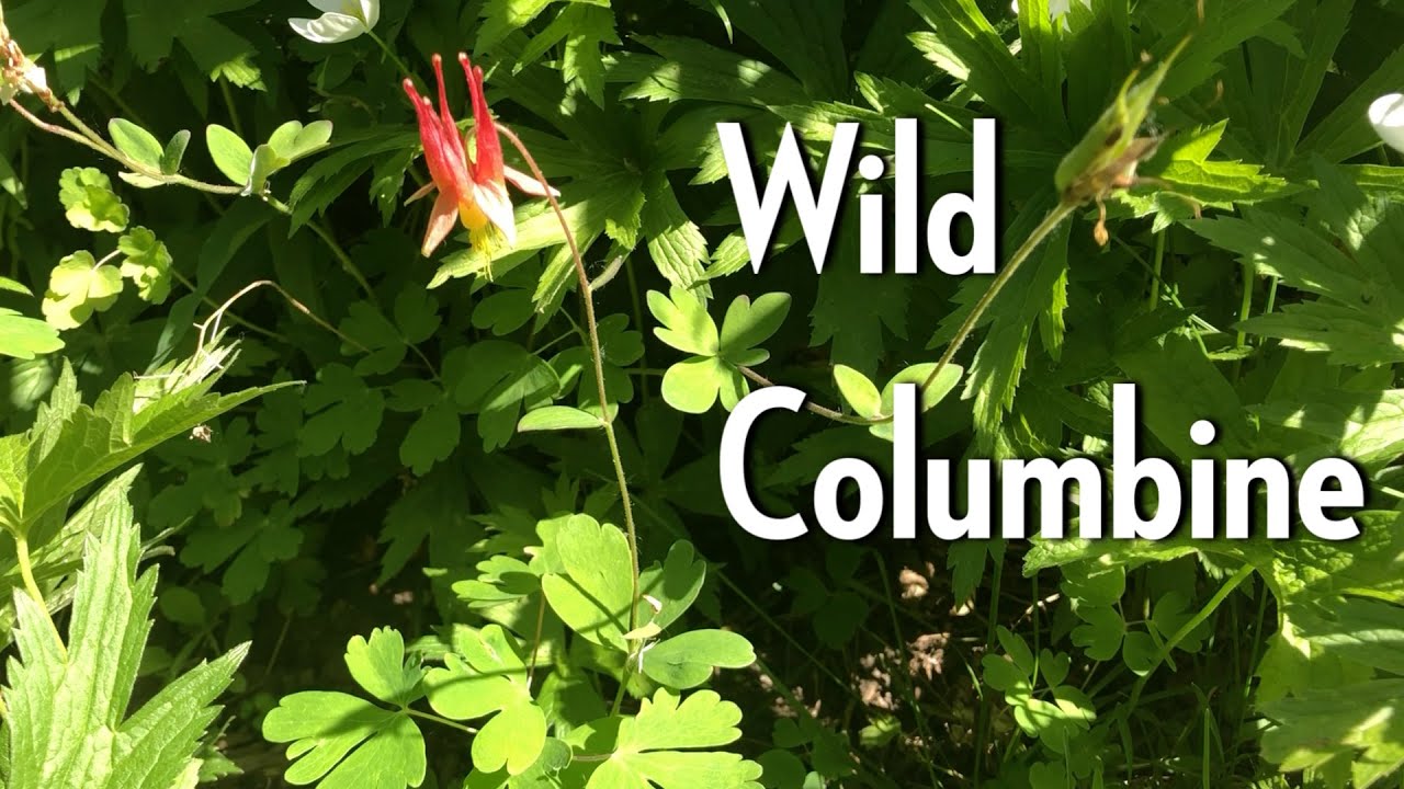 Wild Columbine - Native Plants of Ontario with the Humber Arboretum