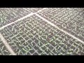 Brinjal nursery( Baigan )