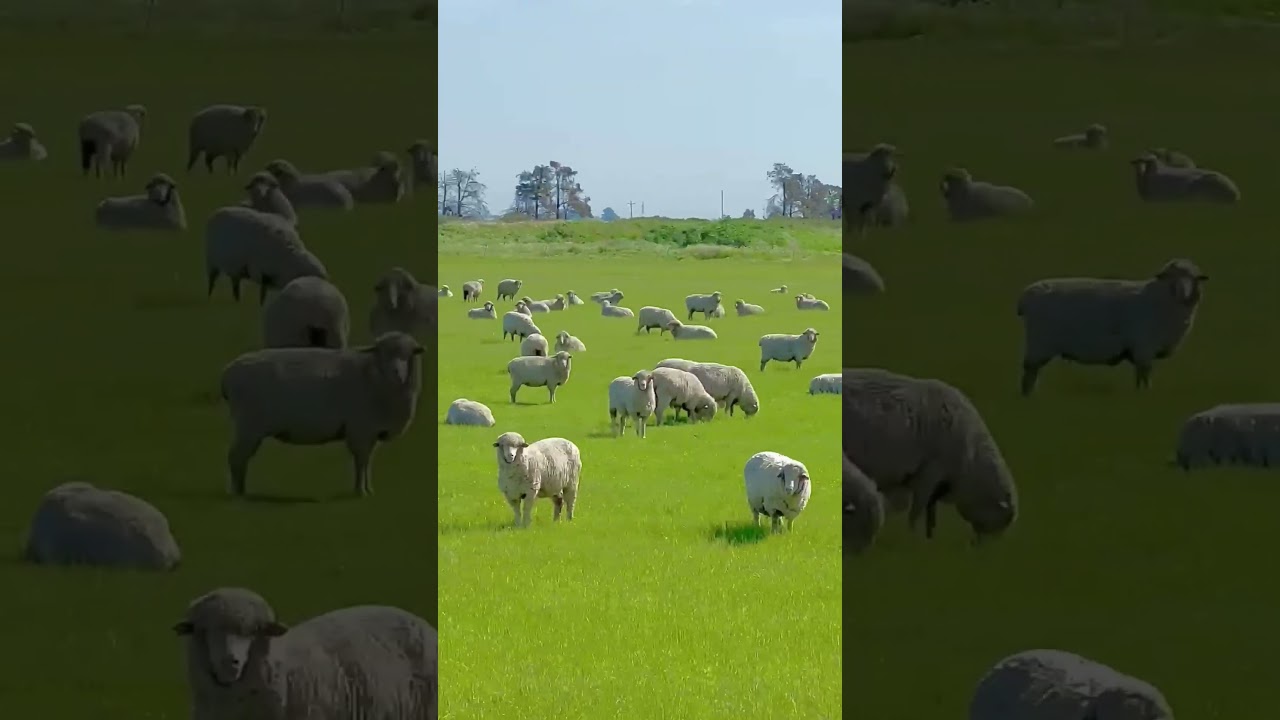 Beautiful sheeps 🐑 enjoying the sunny day 