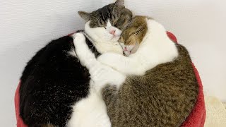 🐈いつも一緒にいる仲良し親子猫に密着してみた！