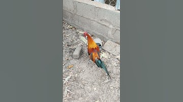 trống tơ🐓 #thứcgàrừng86 #gàrừngrặc #gàrừngtaitrắng