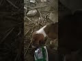 #dog video#