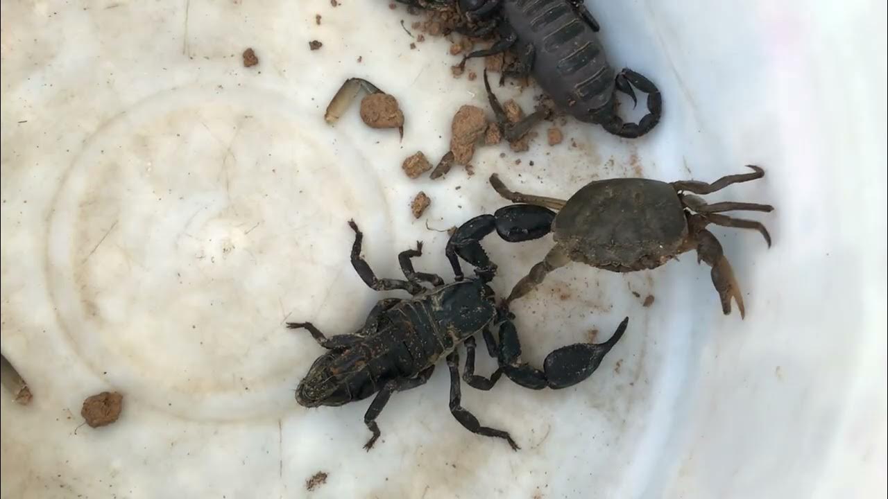 Crab vs Scorpion insects fight YouTube