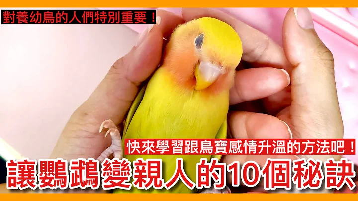 感情升温！让鹦鹉变亲人的10个秘诀？快来学习这些方法吧！10 tips for making your parrots relatives【鹦鹉小木屋】【10个鸟知识！】 - 天天要闻