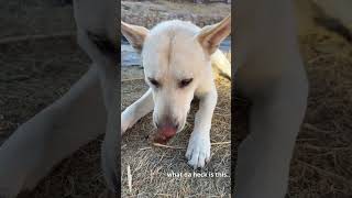 Our puppy trying Grubterra Bully Bites #puppy #dog #ad by Sun Village Animal Rescue 555 views 4 months ago 1 minute, 14 seconds