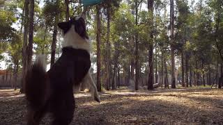 Funny Kids And Naughty Pets Animals Are Way Funnier - Try Not To Laugh