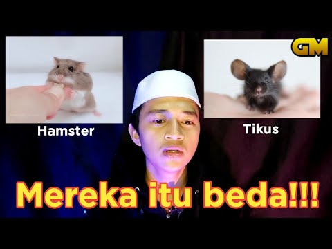 Video: Bagaimana Membedakan Tikus Dari Tikus