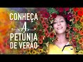 Conheça a petúnia de verão