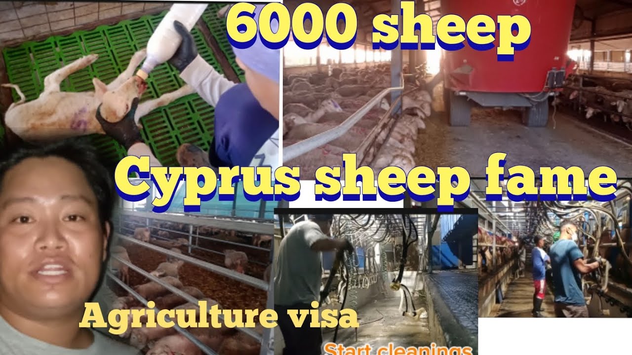 Work in cyprus Sheep farm साइप्रसमा भेडा फर्म मा काम 6000 भन्दा धेरै भेडाहरू