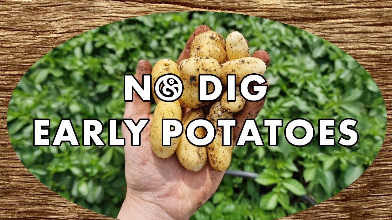 Sowing Early Potatoes | The No Dig Method - YouTube