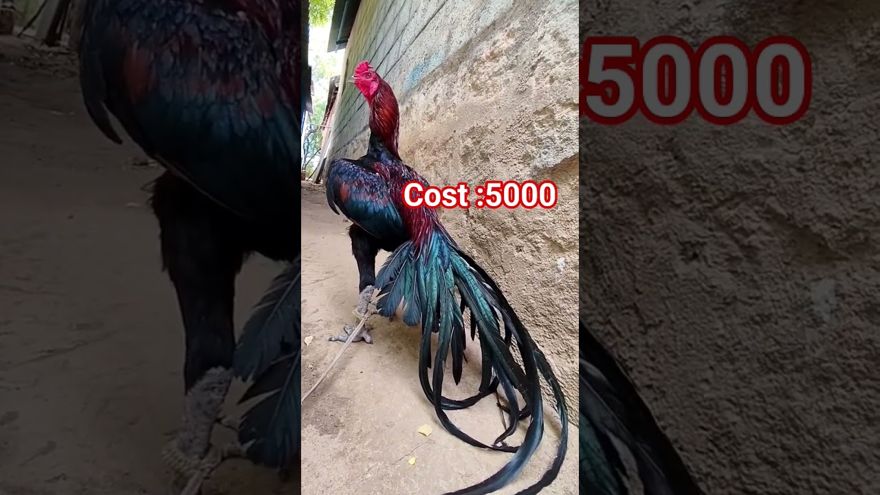 top quality kodi punju 5000 