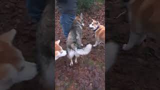 Akita Inu vs Tjechoslovakian Wolfdog by Marc Druten 25 views 4 months ago 4 minutes, 15 seconds