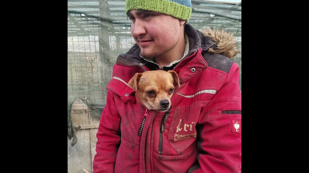 Ukrainian Dogs Rescued From War