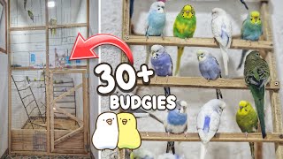 Building an Indoor Aviary for My Birds 🛠️ by Denny the Budgie 3,443 views 4 months ago 6 minutes, 34 seconds