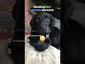 Ranking Best Labrador Moments #dog #pets #cute #shorts