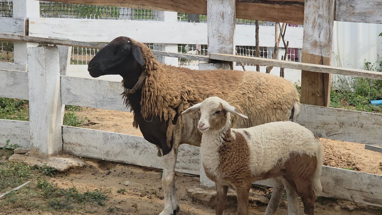 This Is 4 minutes Of Sheep's Eating With Nature and Relax Music | Relax Everynight