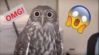 Dank Birb Memes Funny Compilation 2017