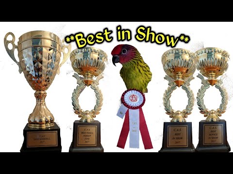Canadian Avicultural Bird Show & Expo 2017 | Goldie's Lorikeet Wins ...